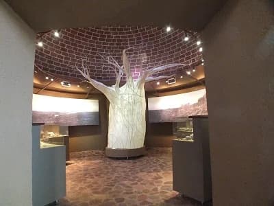 Sculptural tree display inside an interpretation centre, Mapungubwe Interpretation Centre