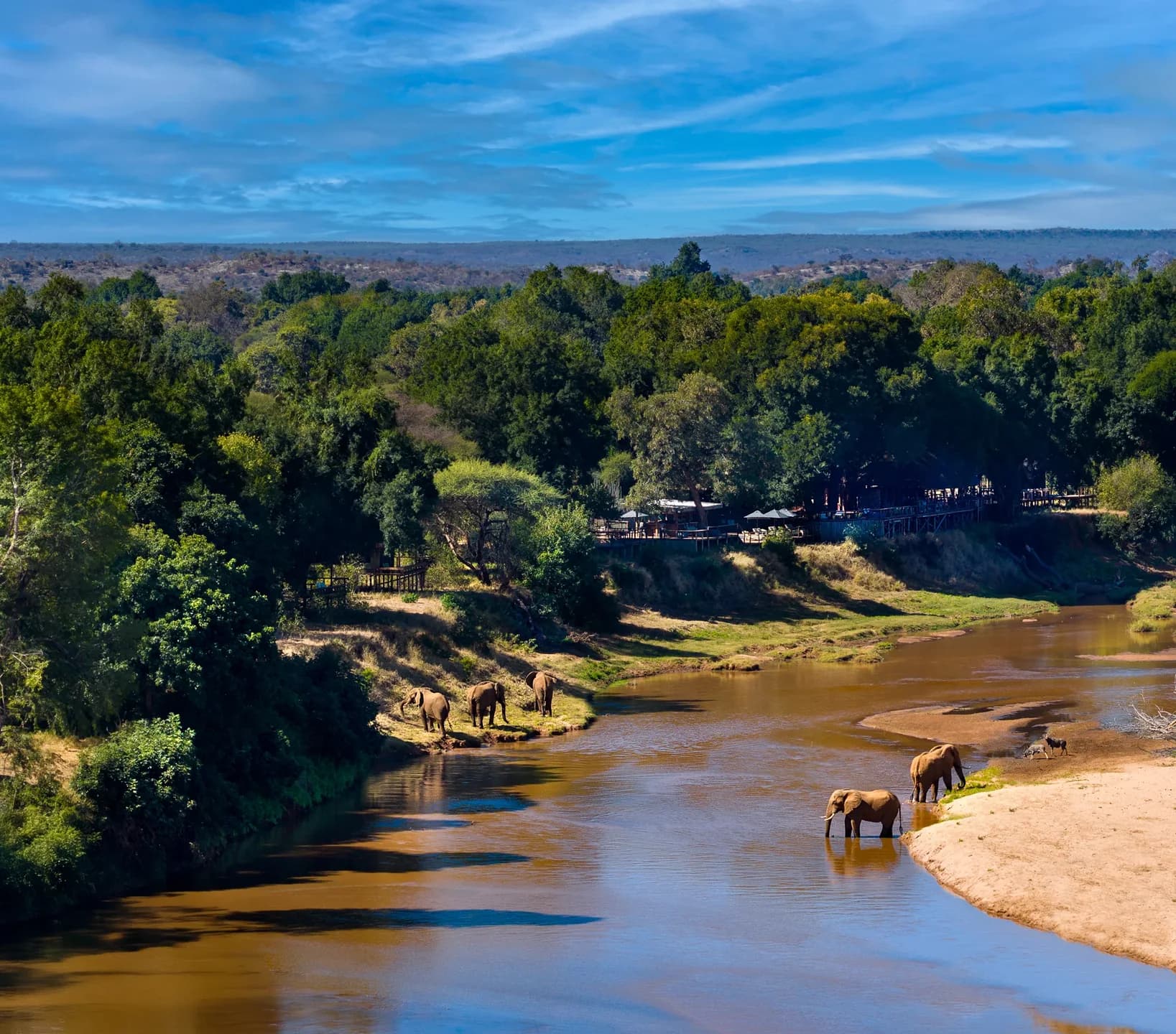 Elephants in a river below a wooded bank, Pafuri Camp