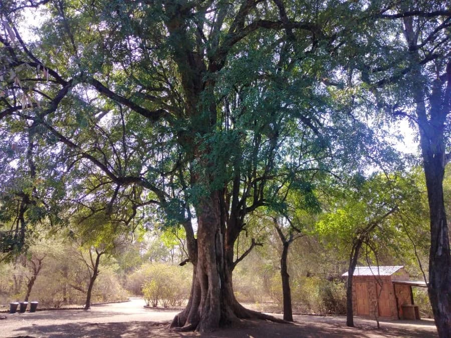 Large tree shading a campsite and ablution enclosure, Nthakeni Bush & River Camp