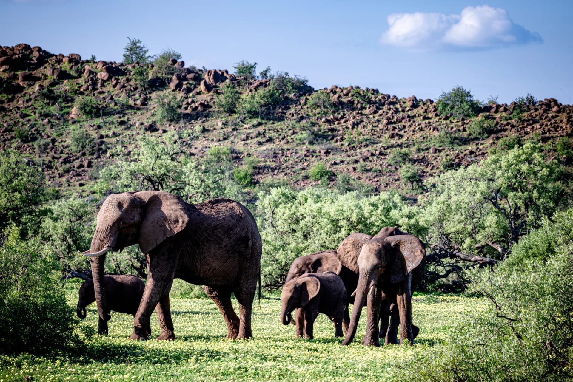 Elephants among green shrubs below rocky hills, Tuli, Botswana