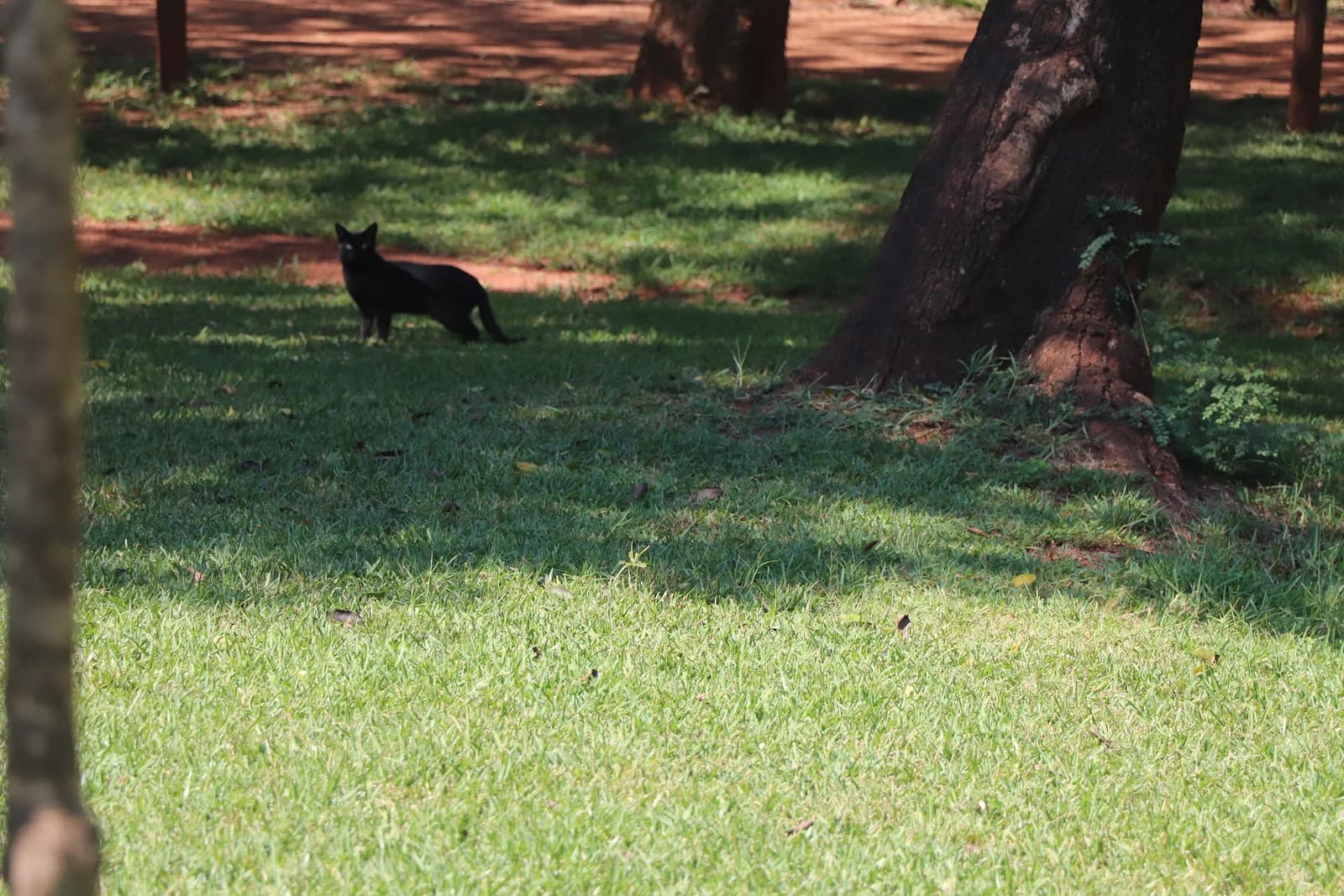 Small dark cat crossing a lawn beneath large shade trees, Thohoyandou Botanical Garden