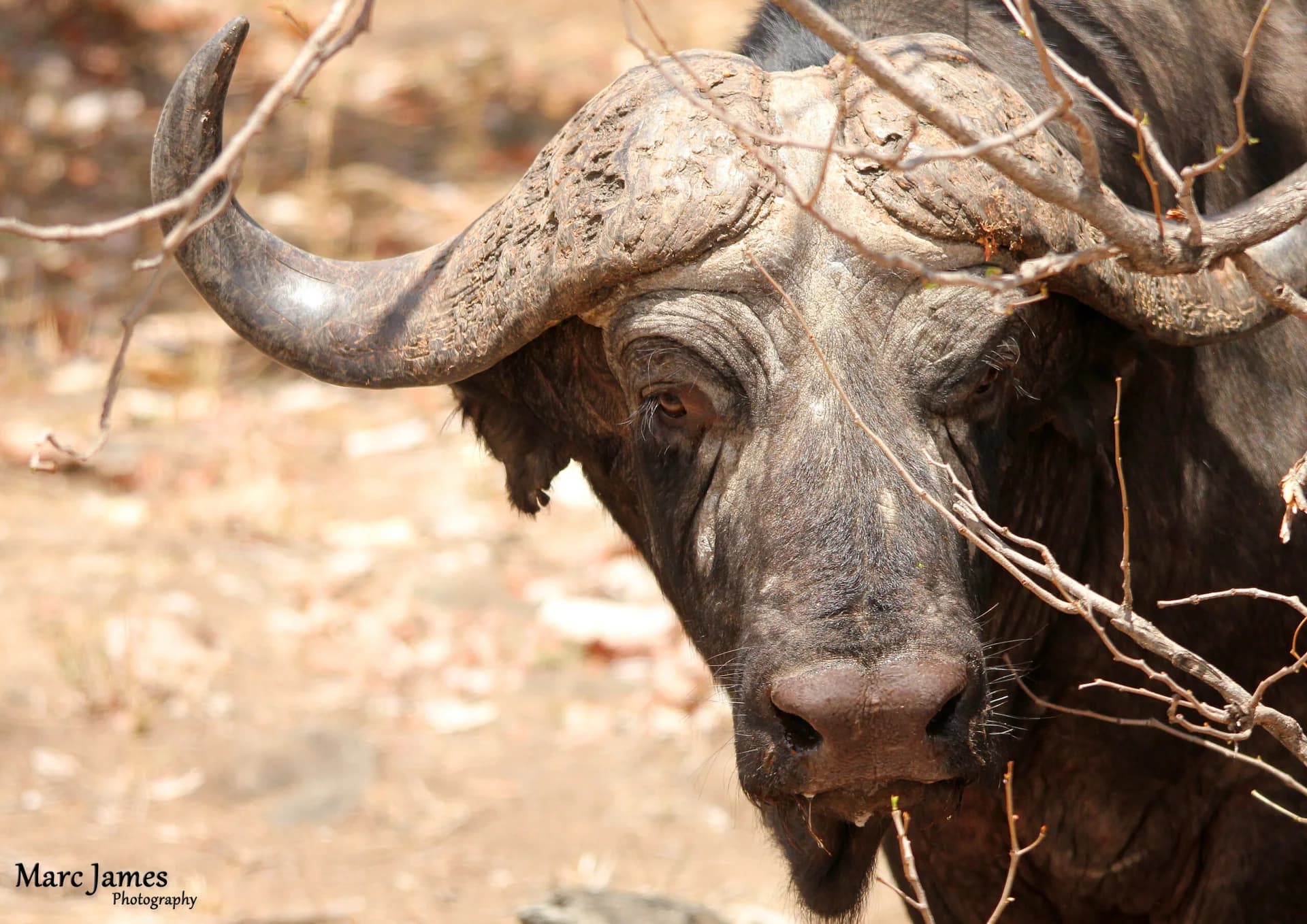Close view of a buffalo’s head among dry branches, Platjan Lodge