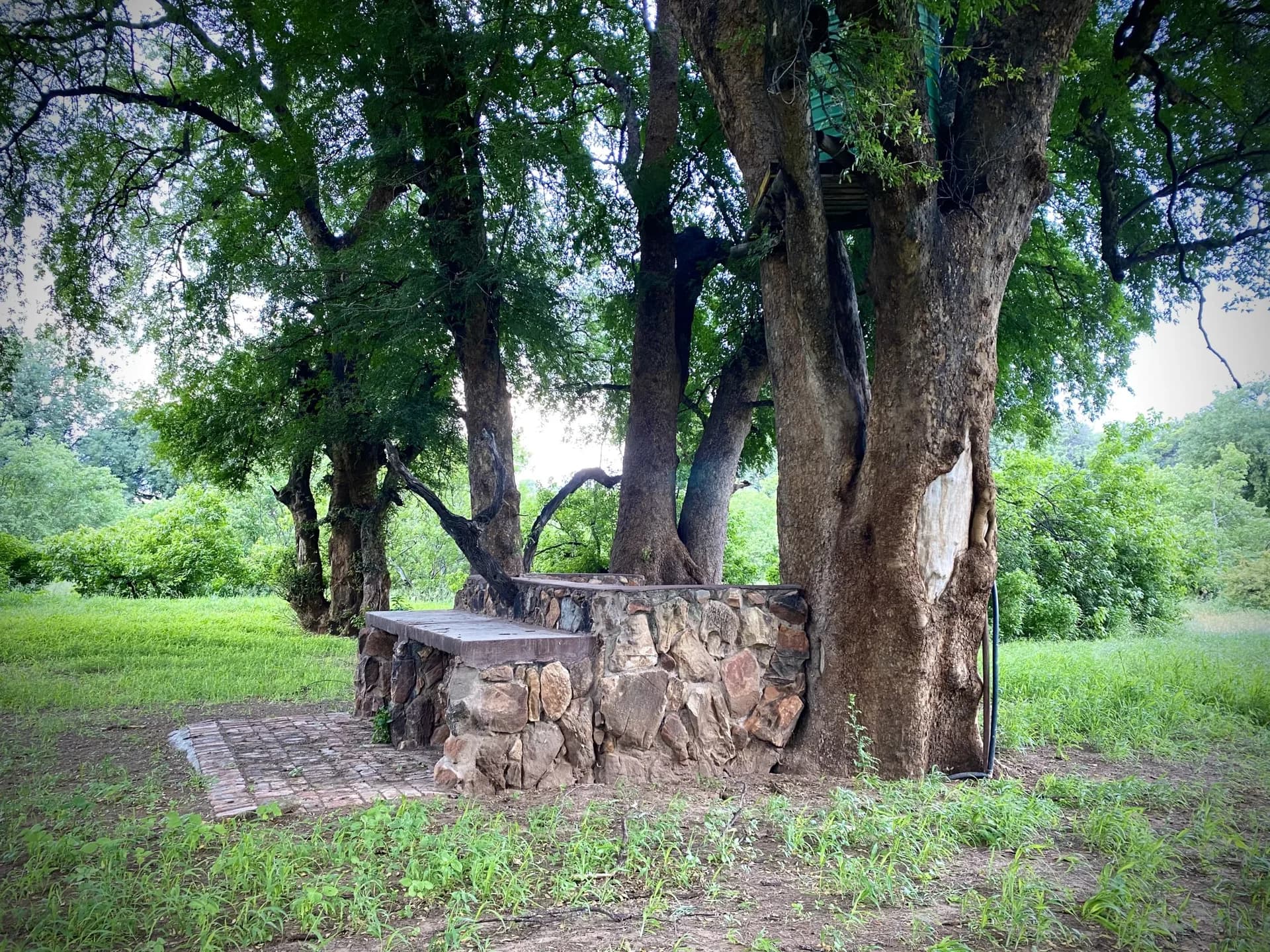 Stone-lined outdoor fire area beneath large riverine trees, Hillstone Lodge